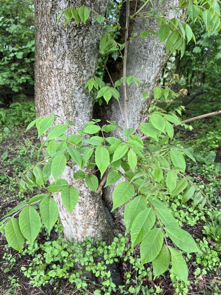 Phellodendron Amurense