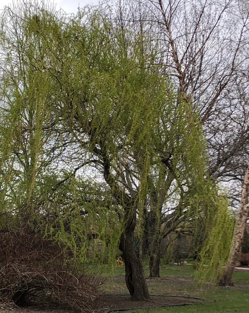 Salix Matsudana