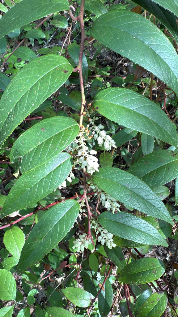 Leucothoe Fontanesiana