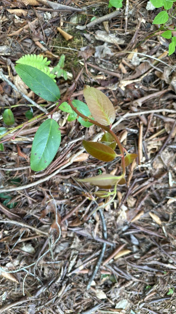 Leucothoe Fontanesiana