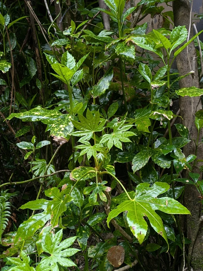 Fatsia Japonica