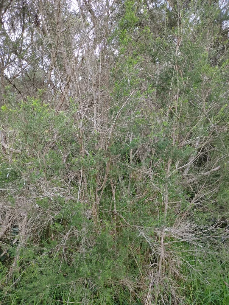 Melaleuca Ericifolia
