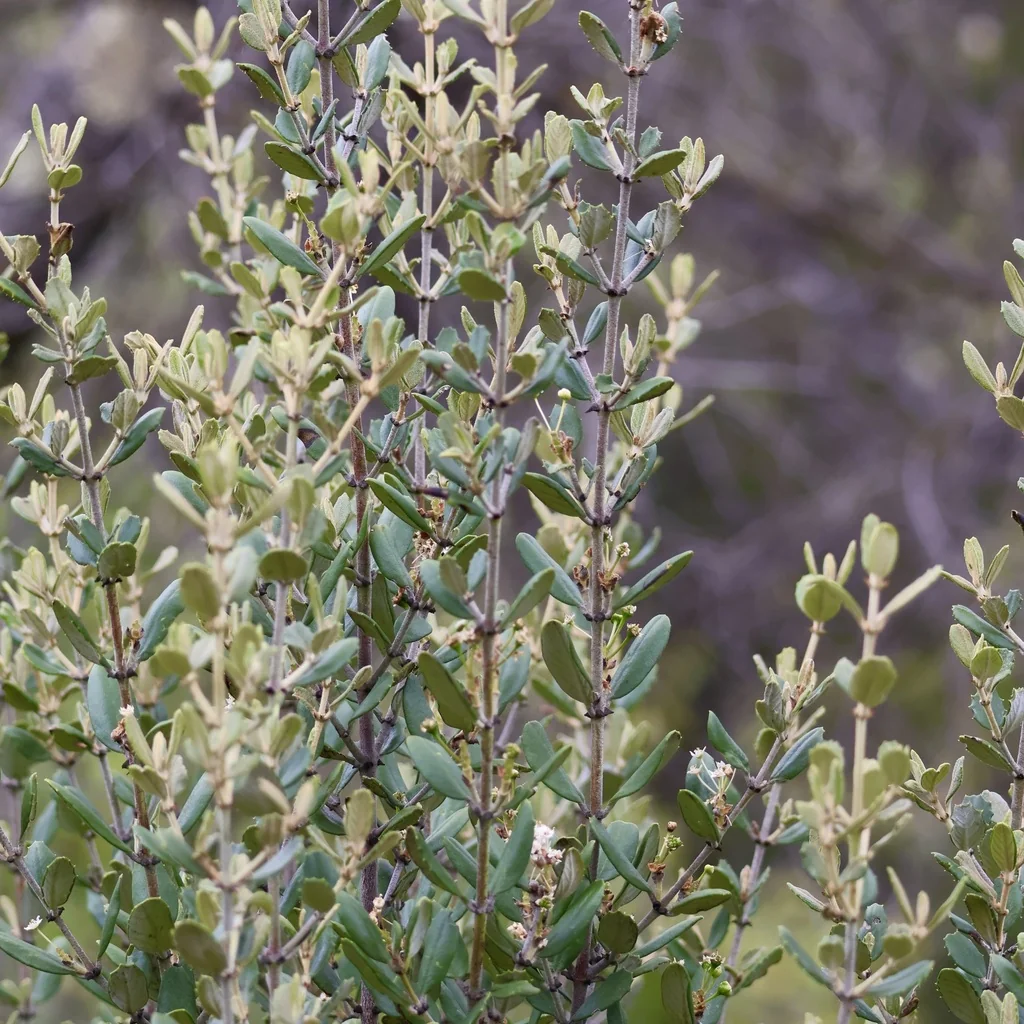 Ceanothus Crassifolius