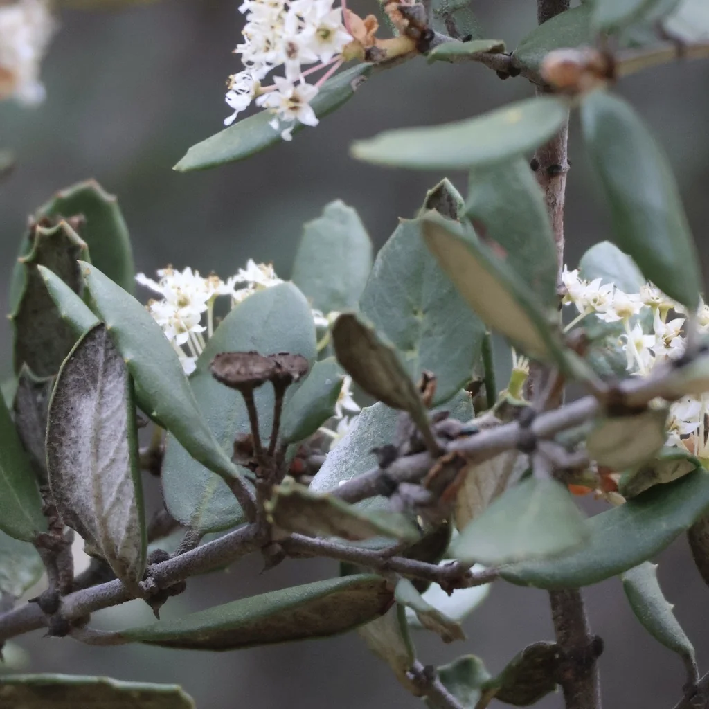 Ceanothus Crassifolius