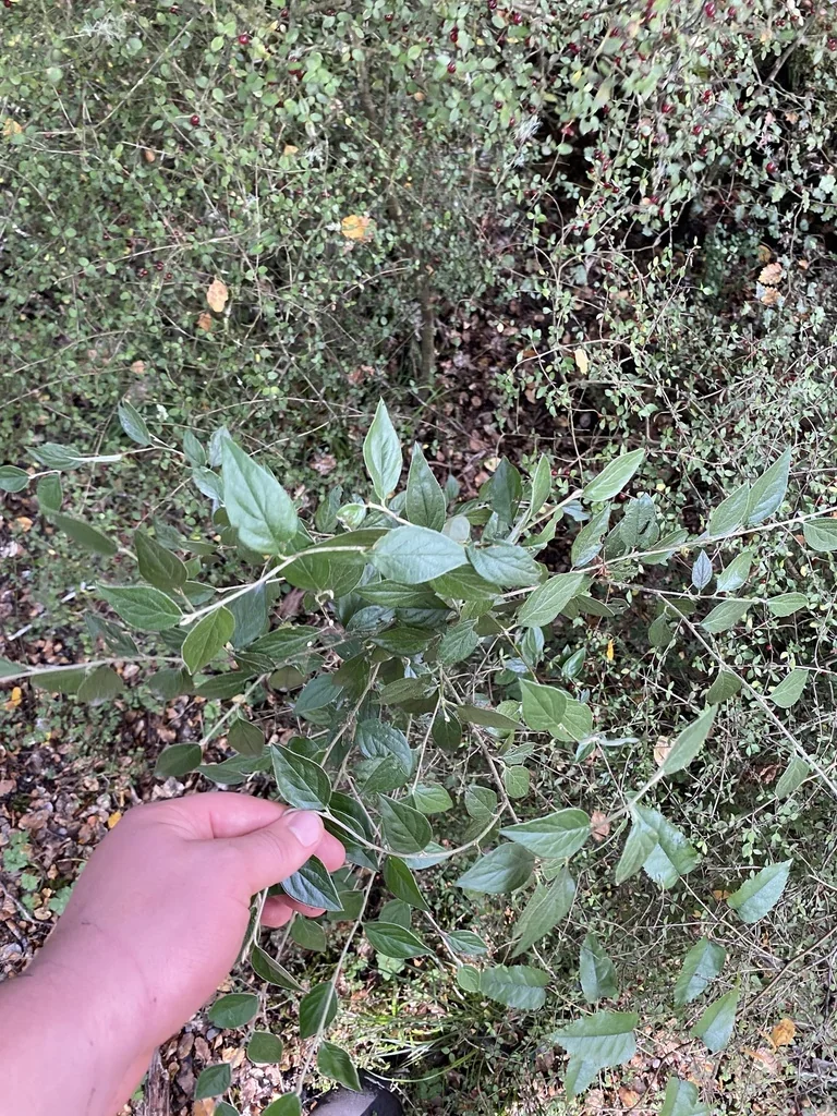 Cotoneaster Franchetii