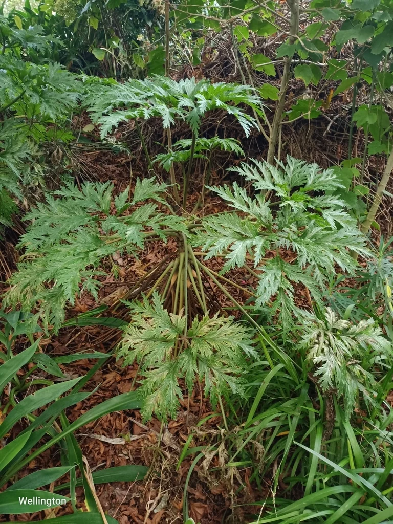 Geranium Maderense