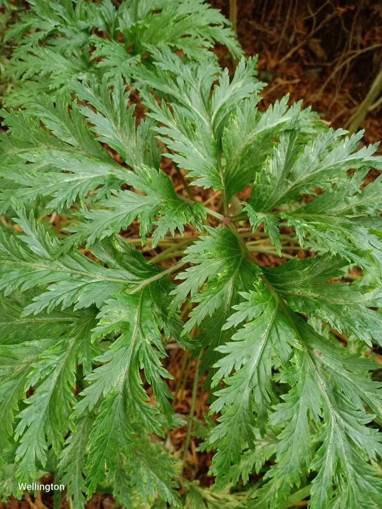 Geranium Maderense