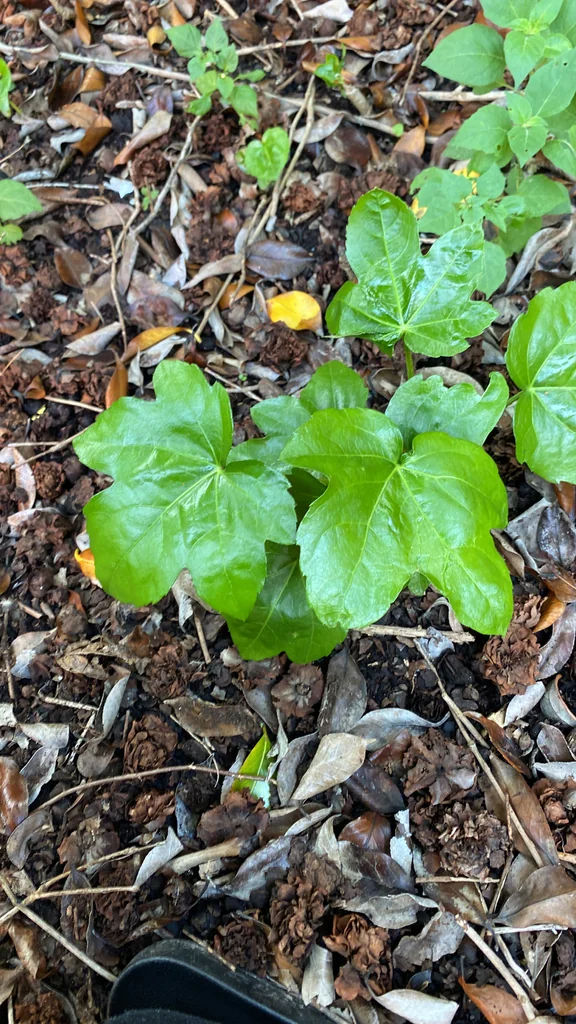 Fatsia Japonica
