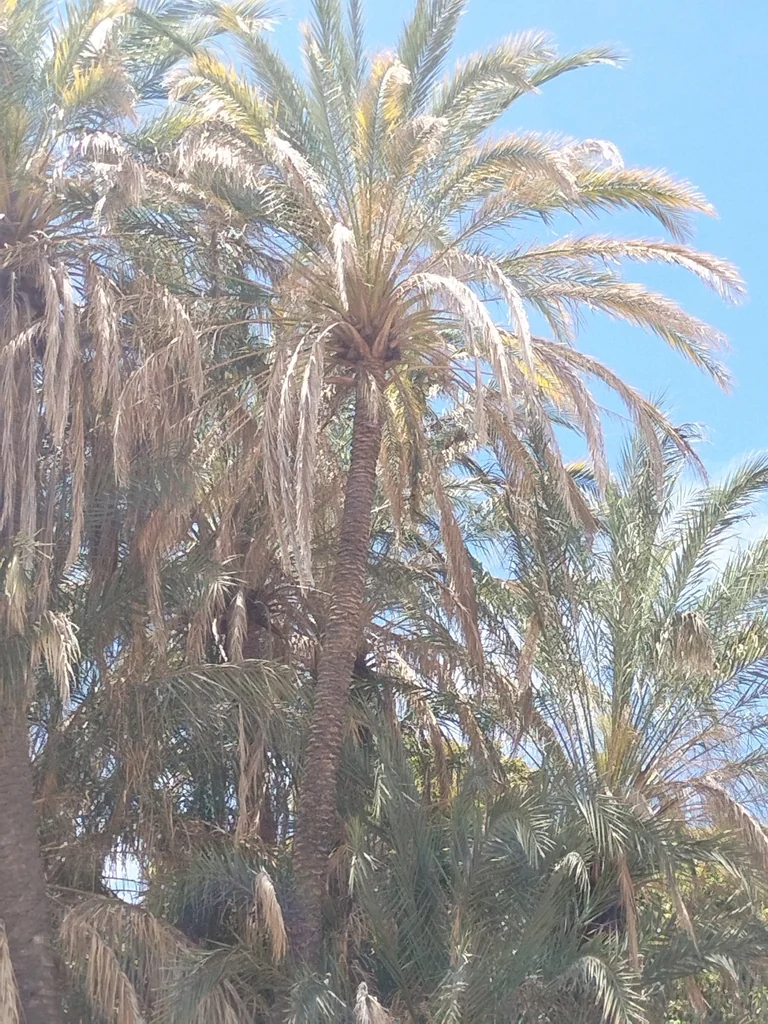 Phoenix Dactylifera
