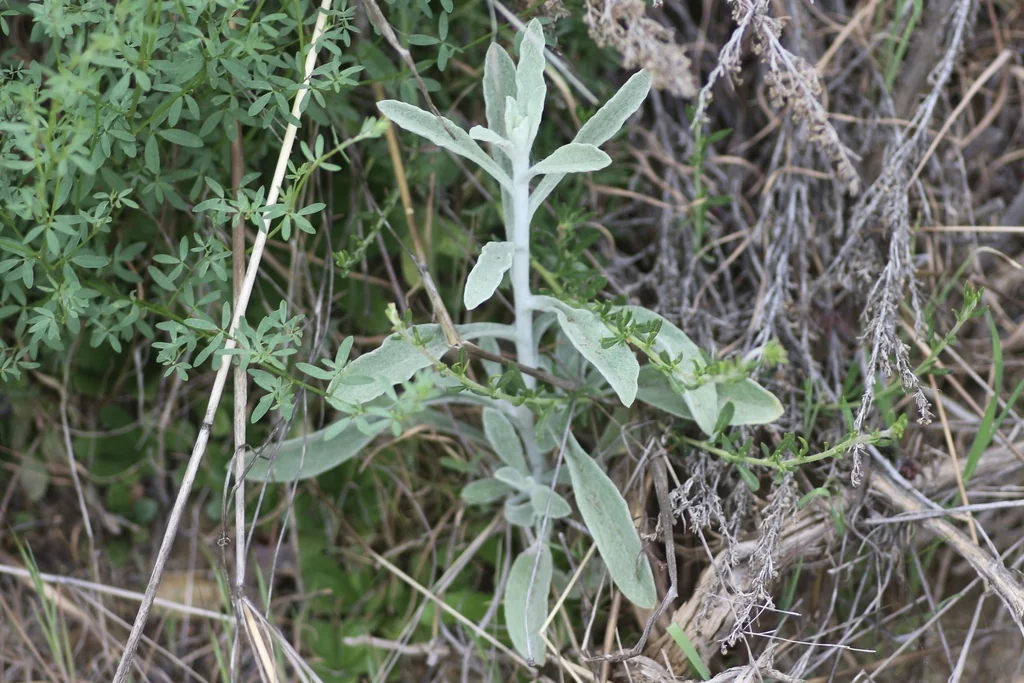Pseudognaphalium Microcephalum