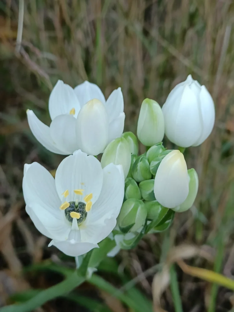 Ornithogalum arabicum