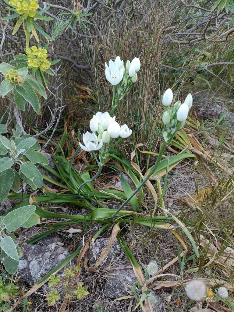 Ornithogalum arabicum