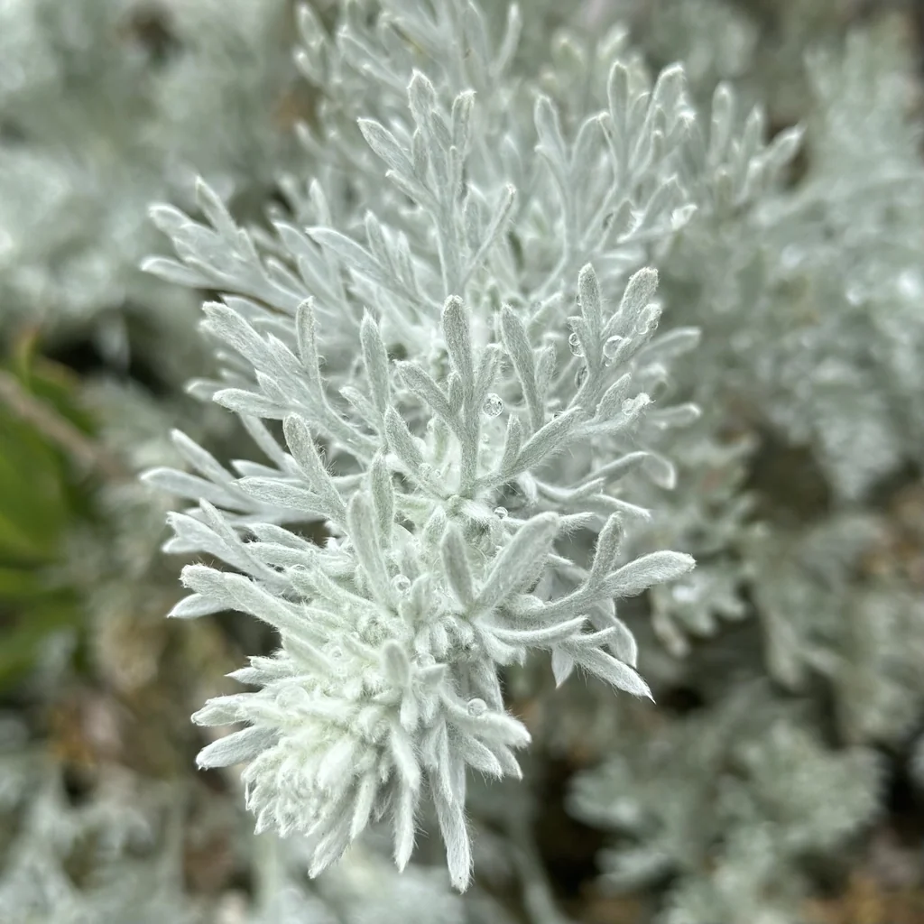 Artemisia Pycnocephala