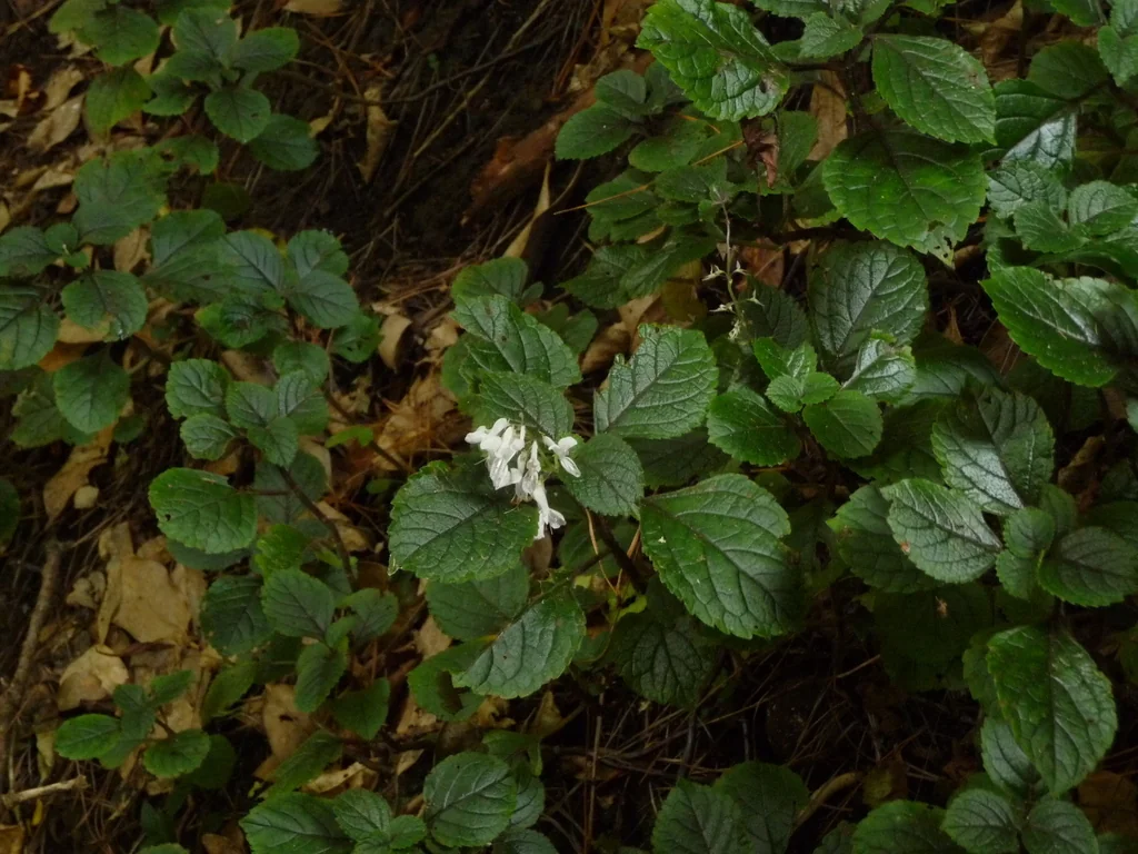 Plectranthus ciliatus