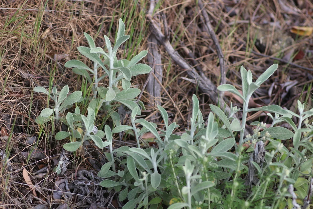 Pseudognaphalium Microcephalum