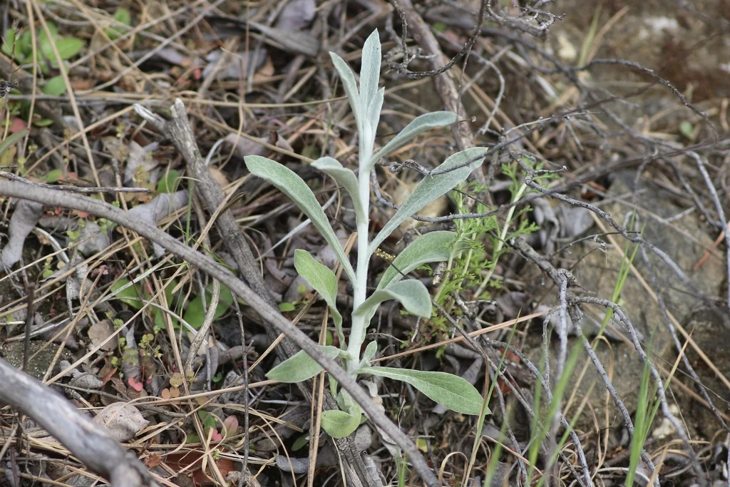 Pseudognaphalium Microcephalum