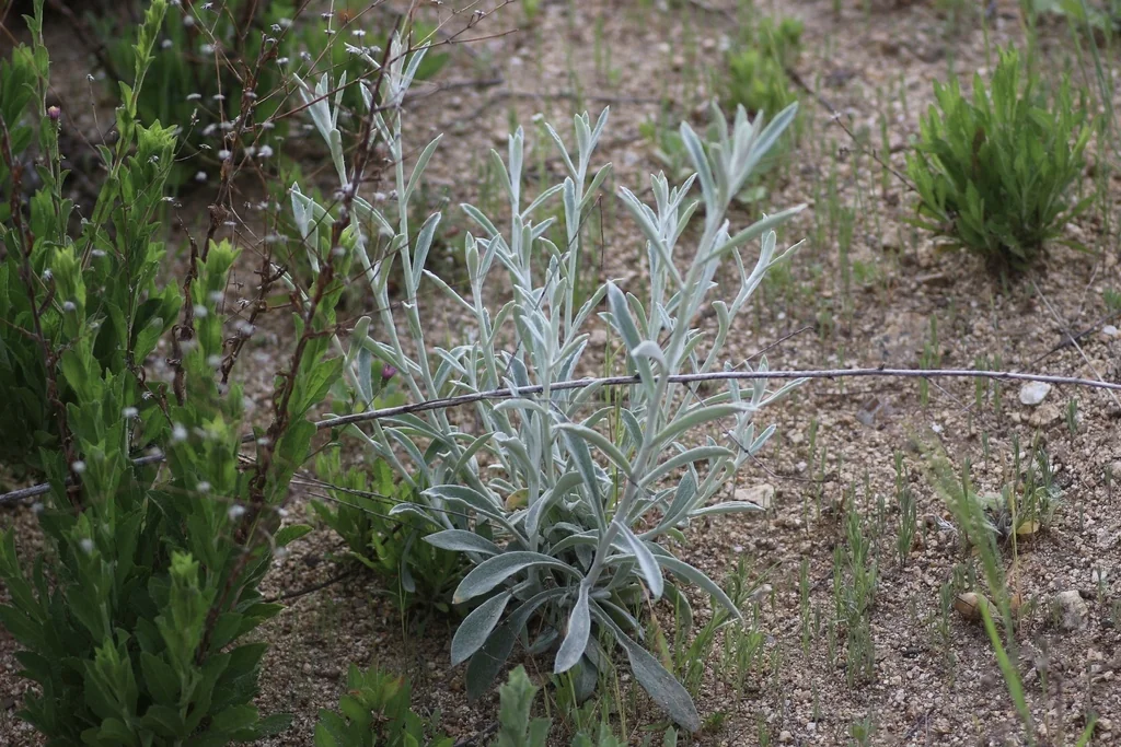 Pseudognaphalium Microcephalum