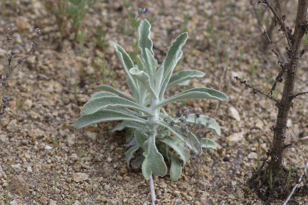Pseudognaphalium Microcephalum