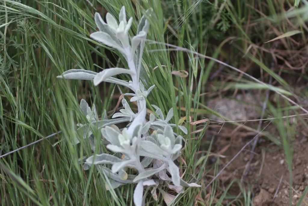 Pseudognaphalium Microcephalum