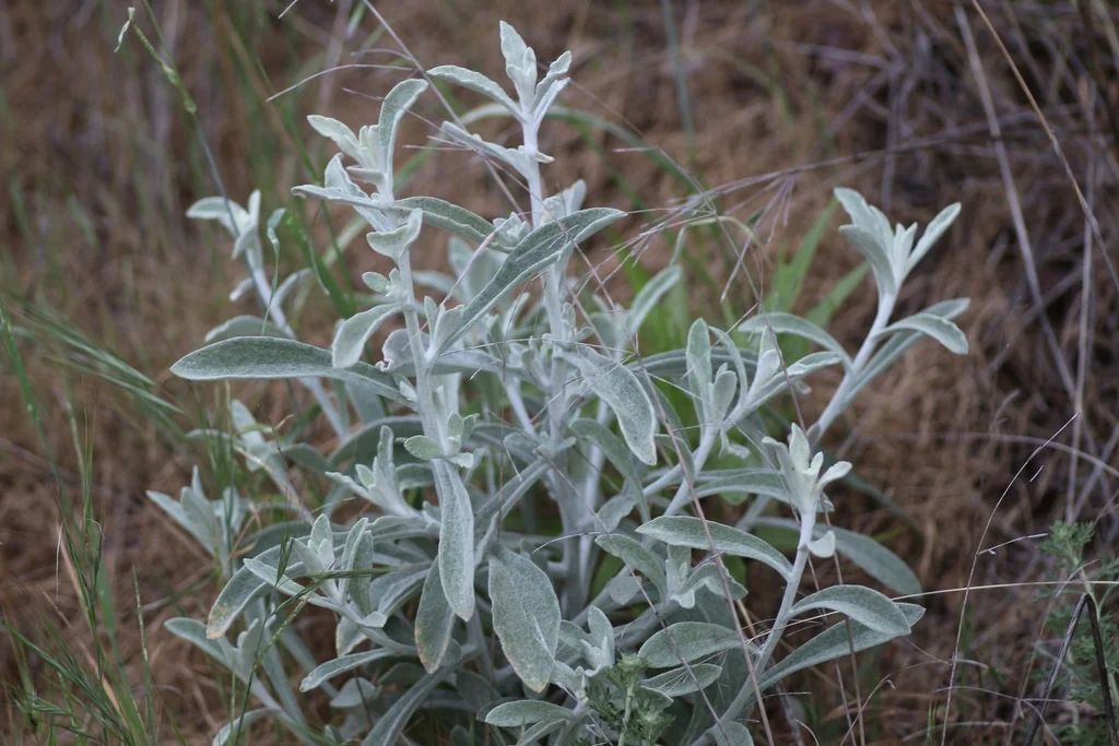Pseudognaphalium Microcephalum