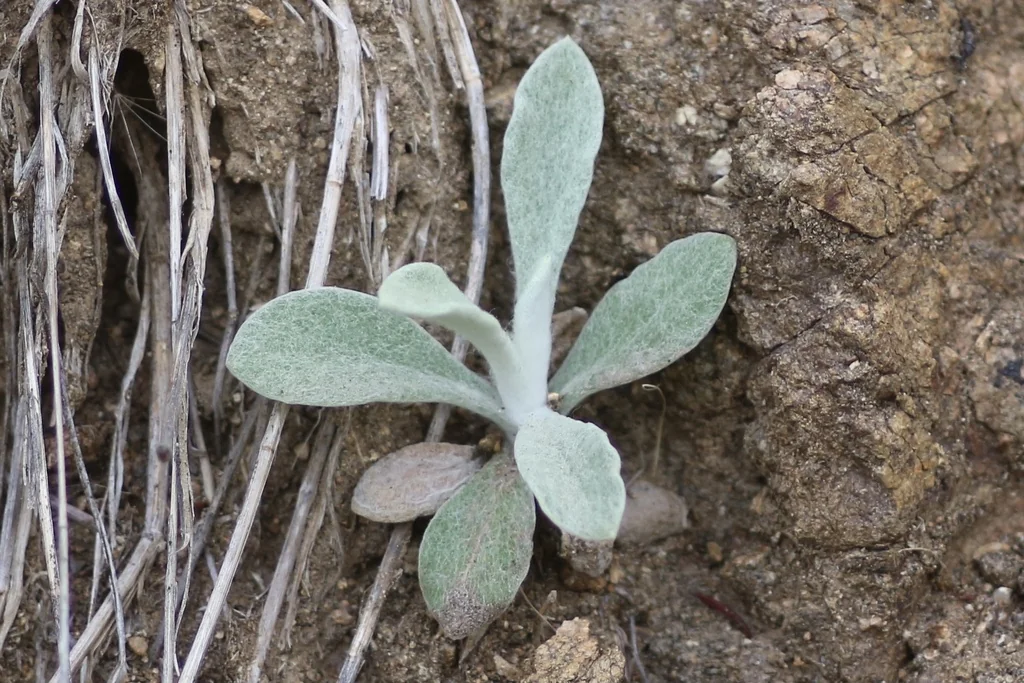 Pseudognaphalium Microcephalum