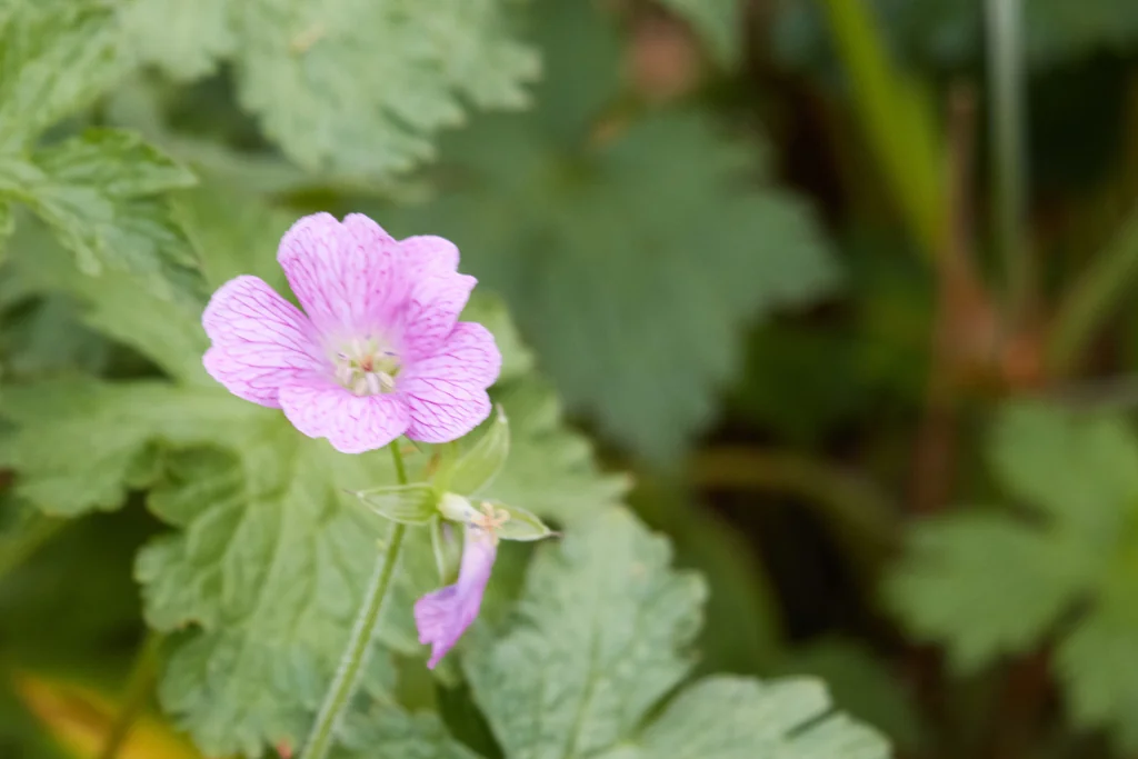 Geranium Endressii
