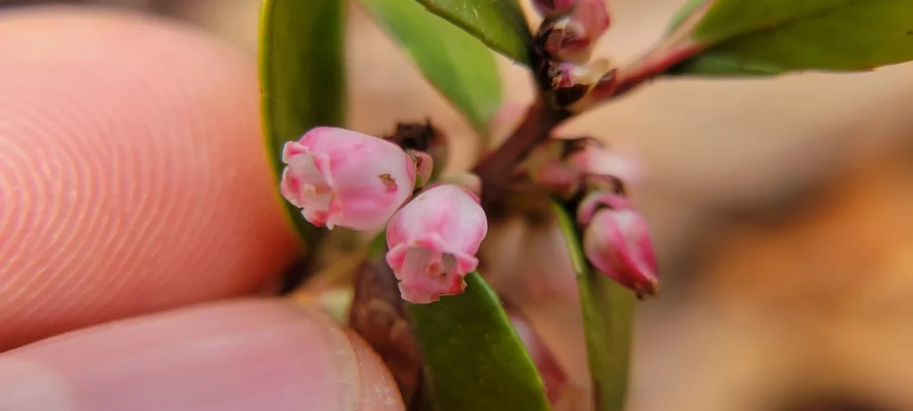 Gaylussacia Brachycera
