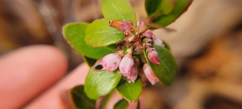 Gaylussacia Brachycera