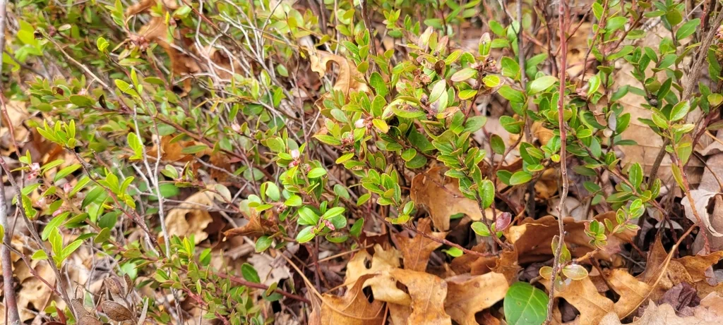 Gaylussacia Brachycera