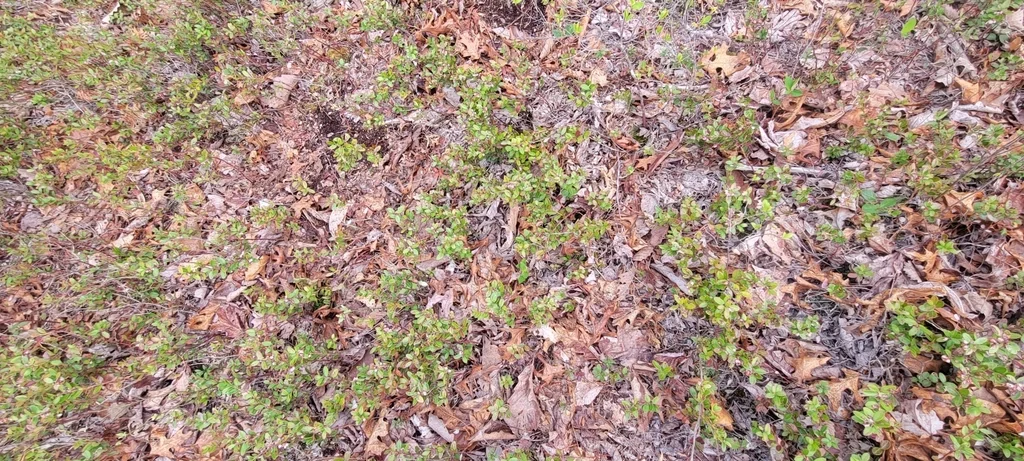 Gaylussacia Brachycera