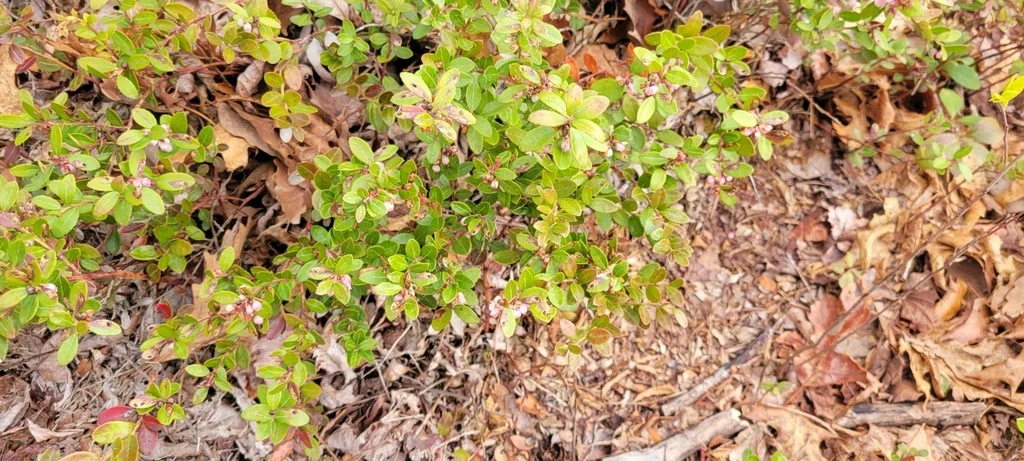 Gaylussacia Brachycera