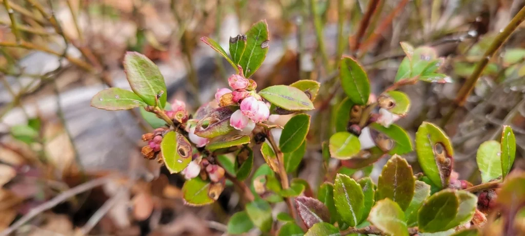 Gaylussacia Brachycera