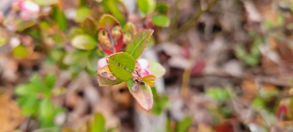 Gaylussacia Brachycera