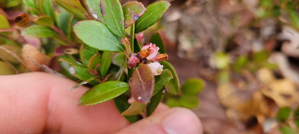 Gaylussacia Brachycera