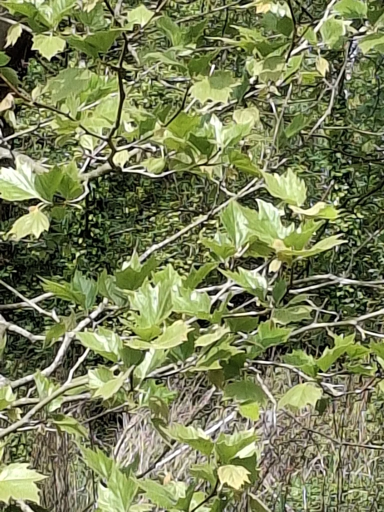Platanus X Hispanica