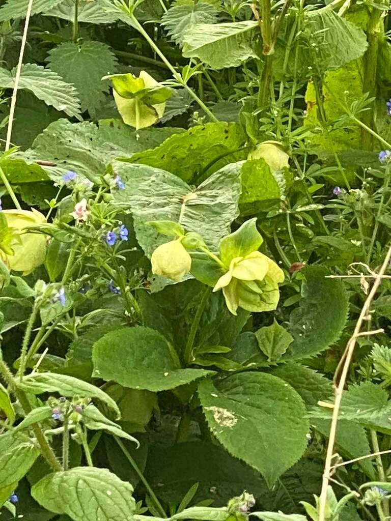 Helleborus Orientalis