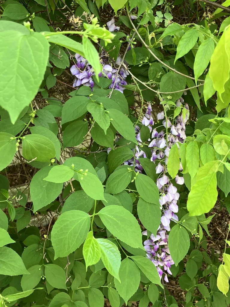 Wisteria Sinensis