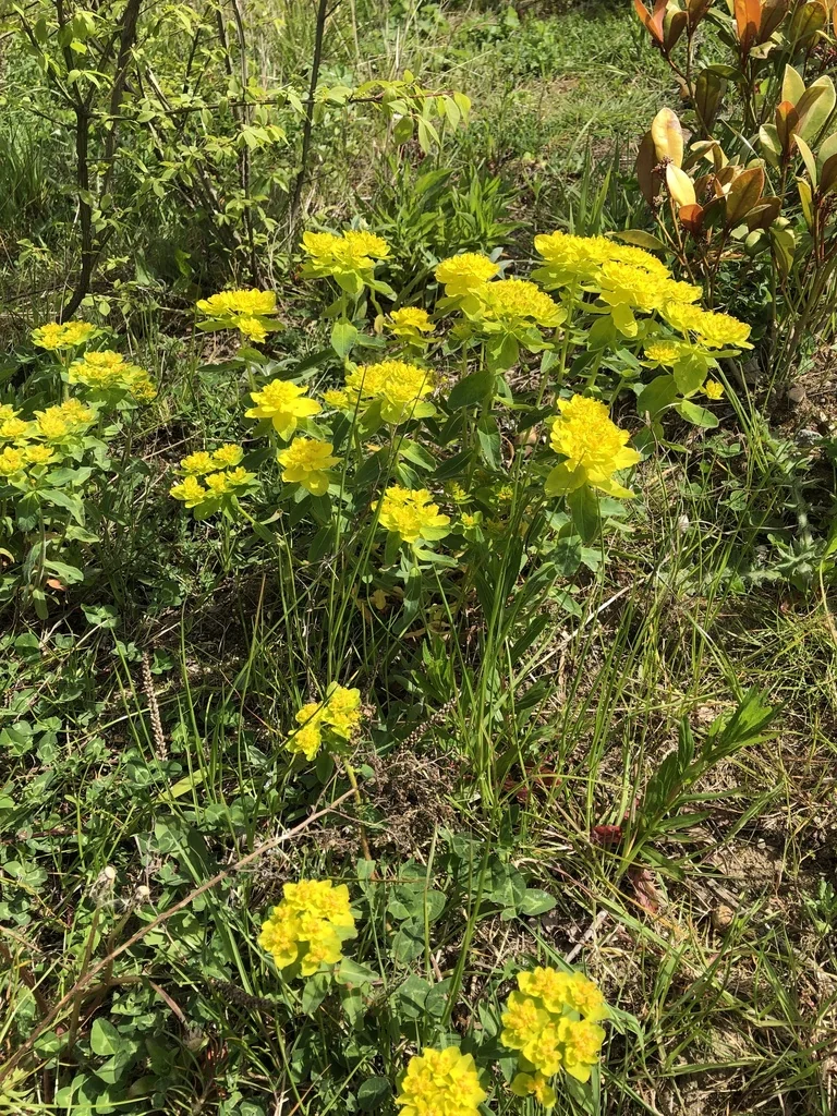 Euphorbia Polychroma