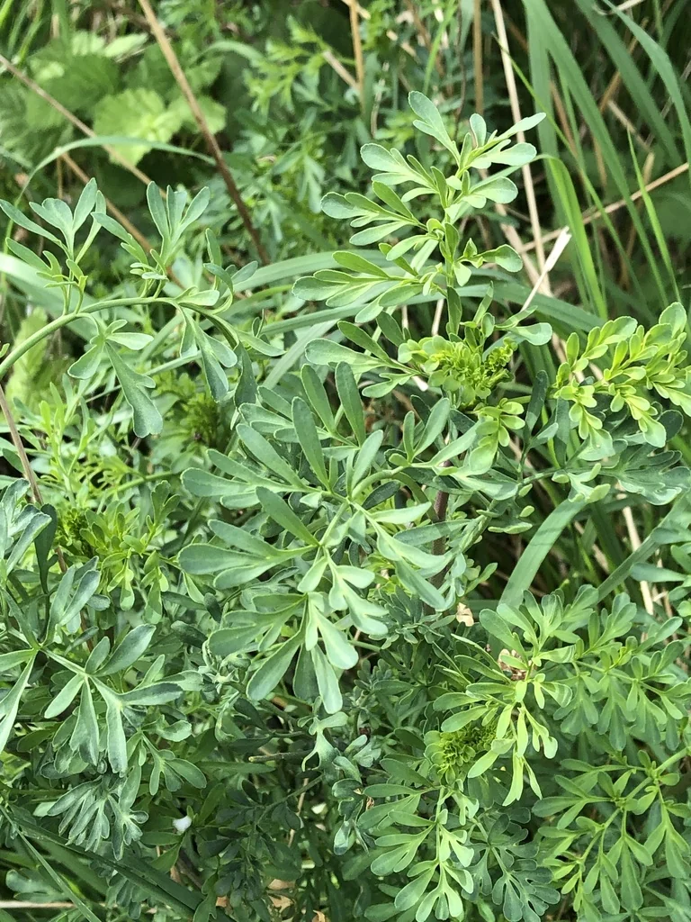 Ruta Graveolens