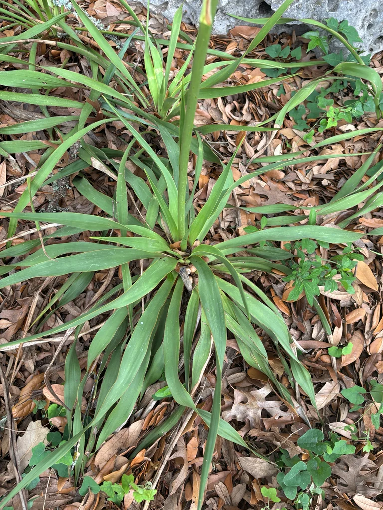 Yucca Rupicola