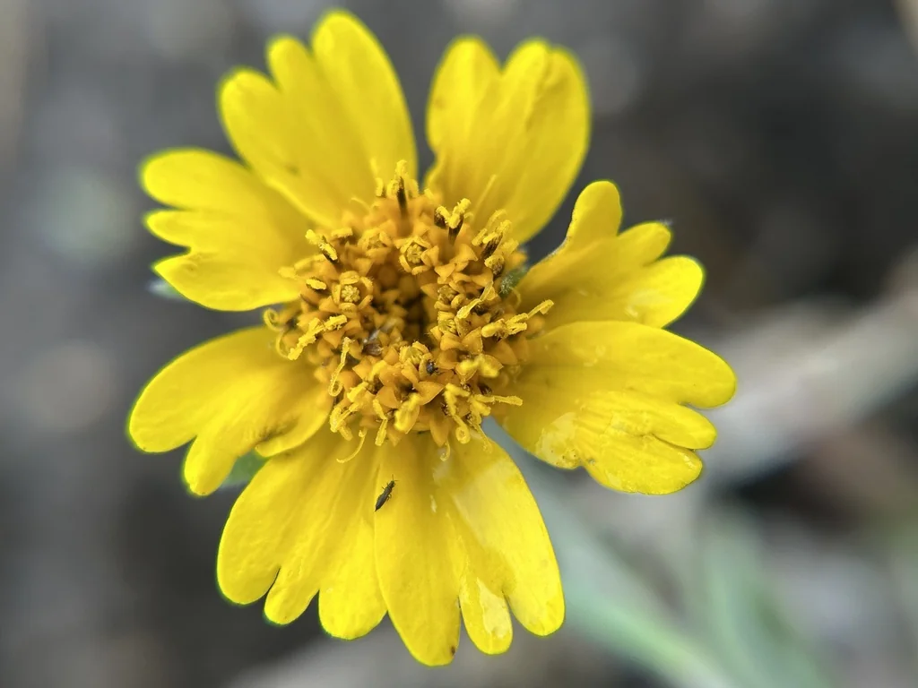 Layia Platyglossa