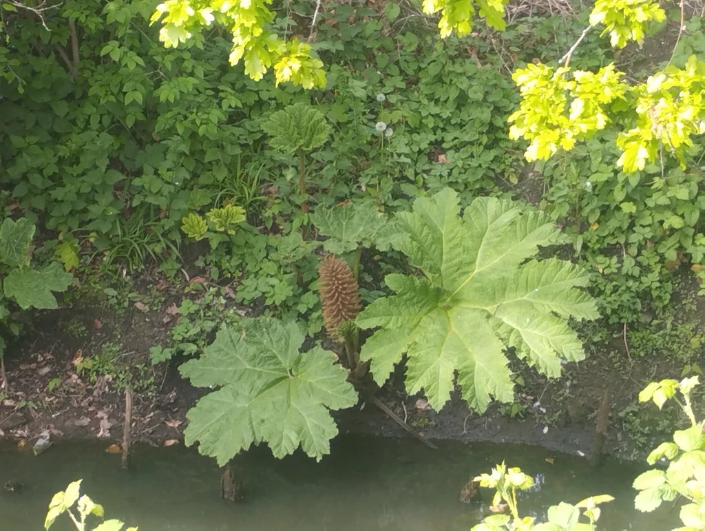 Gunnera Tinctoria