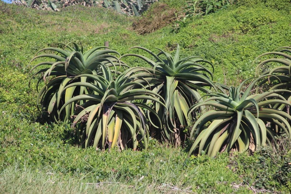 Aloe Thraskii
