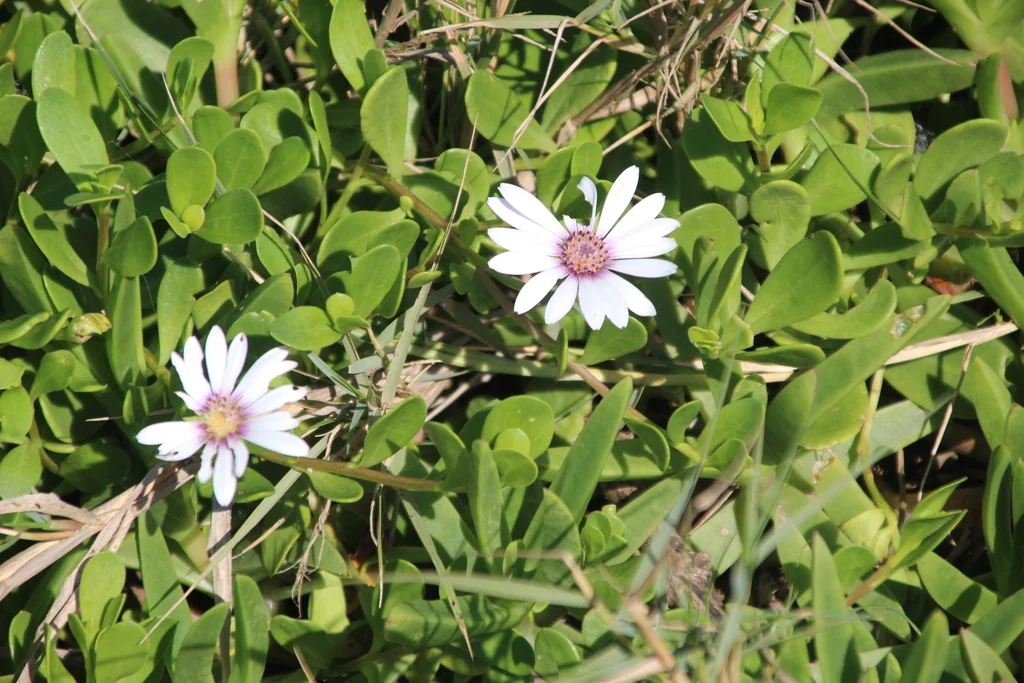 Osteospermum Fruticosum