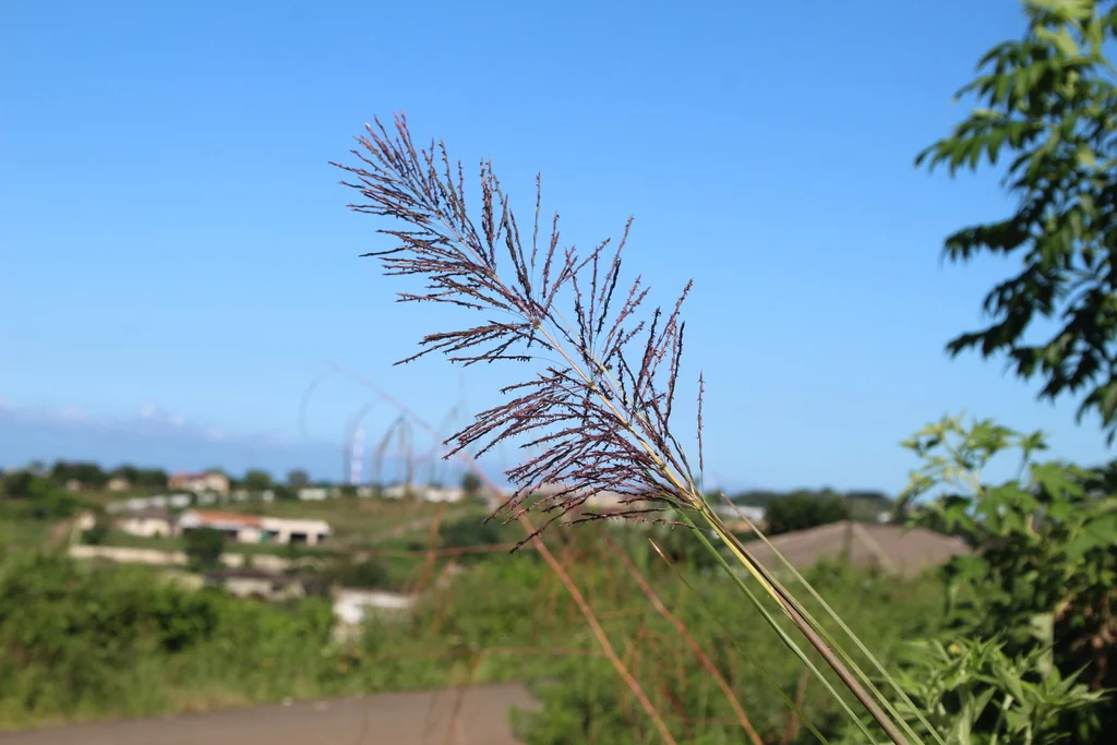 Chrysopogon Zizanioides