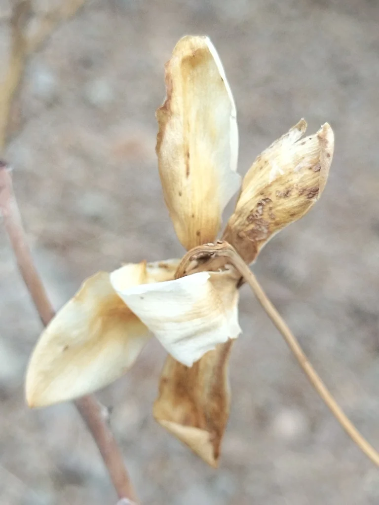 Merremia Aurea