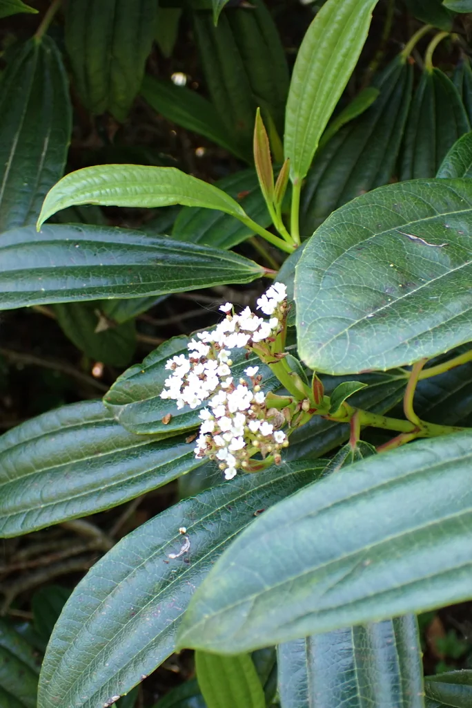 Viburnum Davidii