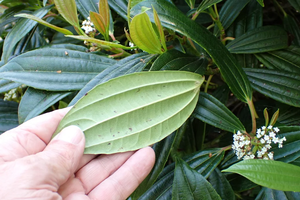Viburnum Davidii