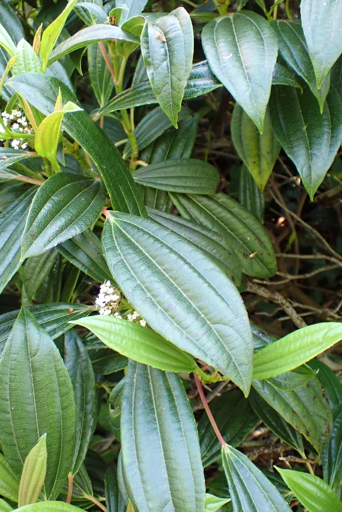 Viburnum Davidii