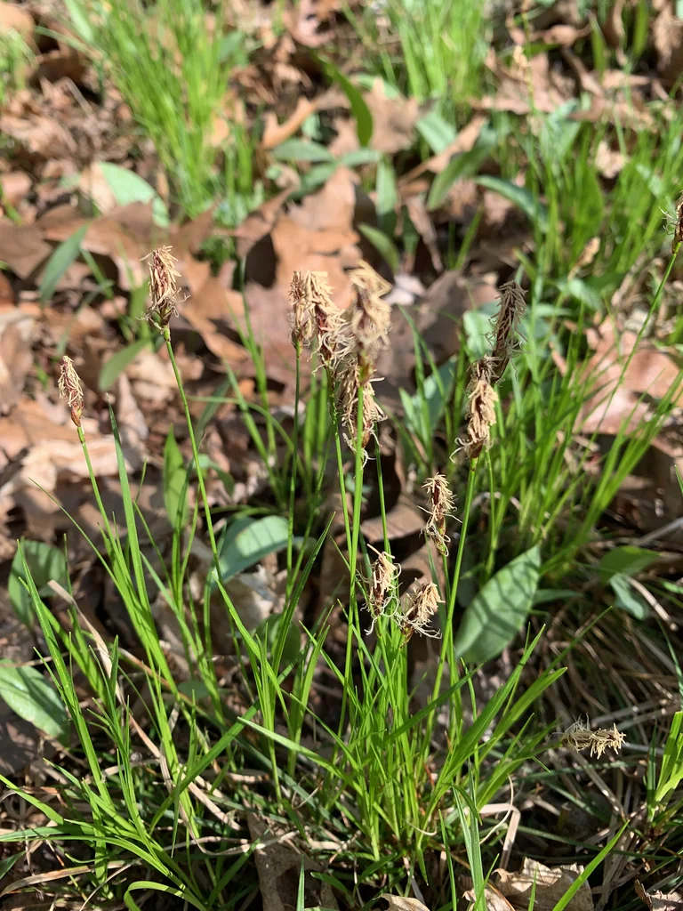 Carex Pensylvanica
